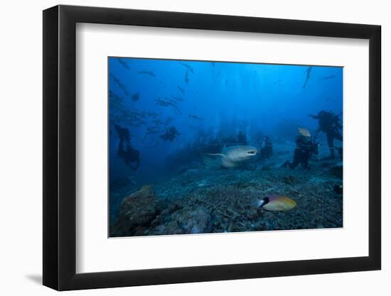 A Large Tawny Nurse Shark Swims Past Divers at the Bistro Dive Site in Fiji-Stocktrek Images-Framed Photographic Print