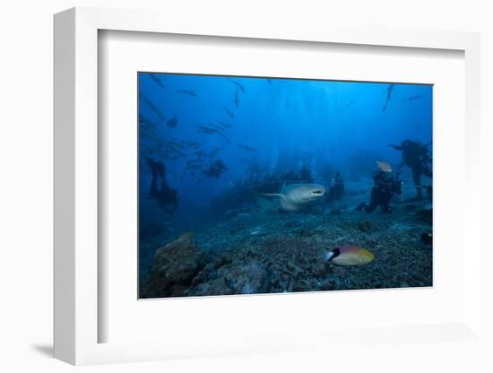 A Large Tawny Nurse Shark Swims Past Divers at the Bistro Dive Site in Fiji-Stocktrek Images-Framed Photographic Print