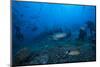 A Large Tawny Nurse Shark Swims Past Divers at the Bistro Dive Site in Fiji-Stocktrek Images-Mounted Photographic Print