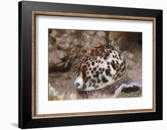 A Large Tiger Cowrie, Fiji-Stocktrek Images-Framed Photographic Print