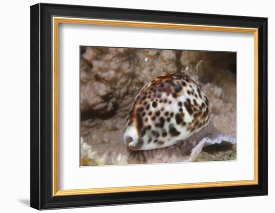A Large Tiger Cowrie, Fiji-Stocktrek Images-Framed Photographic Print