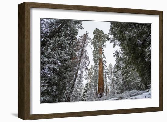A Large Tree Is Lit Up In The Forest In Sequoia National Park, California-Michael Hanson-Framed Photographic Print