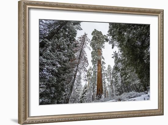 A Large Tree Is Lit Up In The Forest In Sequoia National Park, California-Michael Hanson-Framed Photographic Print