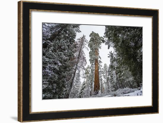 A Large Tree Is Lit Up In The Forest In Sequoia National Park, California-Michael Hanson-Framed Photographic Print