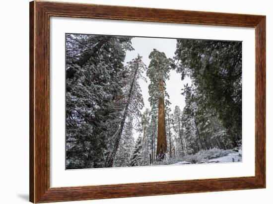 A Large Tree Is Lit Up In The Forest In Sequoia National Park, California-Michael Hanson-Framed Photographic Print