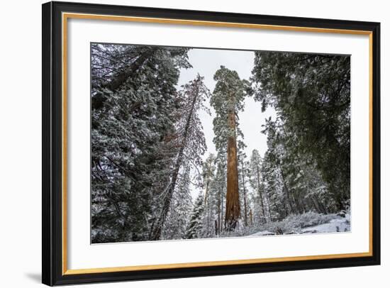 A Large Tree Is Lit Up In The Forest In Sequoia National Park, California-Michael Hanson-Framed Photographic Print