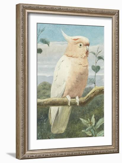 A Leadbetter's Cockatoo (W/C)-Henry Stacey Marks-Framed Giclee Print