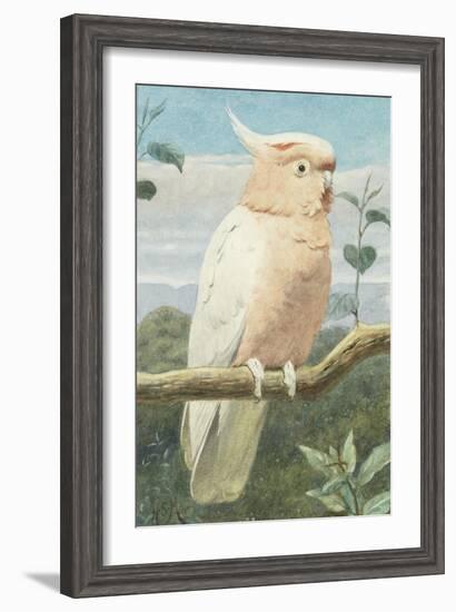 A Leadbetter's Cockatoo (W/C)-Henry Stacey Marks-Framed Giclee Print