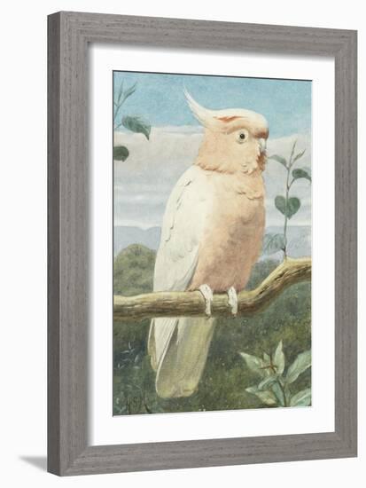 A Leadbetter's Cockatoo (W/C)-Henry Stacey Marks-Framed Giclee Print