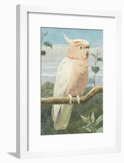 A Leadbetter's Cockatoo (W/C)-Henry Stacey Marks-Framed Giclee Print