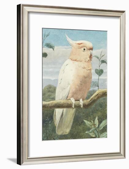 A Leadbetter's Cockatoo (W/C)-Henry Stacey Marks-Framed Giclee Print