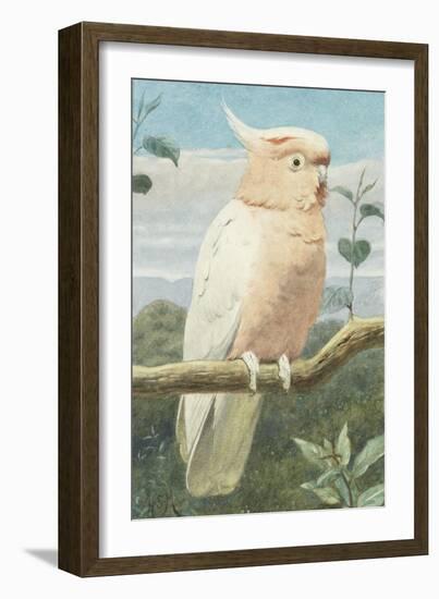 A Leadbetter's Cockatoo (W/C)-Henry Stacey Marks-Framed Giclee Print