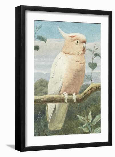 A Leadbetter's Cockatoo (W/C)-Henry Stacey Marks-Framed Giclee Print