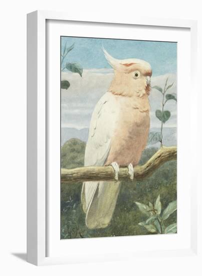 A Leadbetter's Cockatoo (W/C)-Henry Stacey Marks-Framed Giclee Print