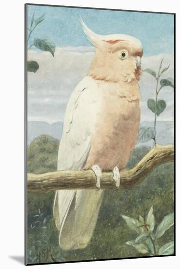 A Leadbetter's Cockatoo (W/C)-Henry Stacey Marks-Mounted Giclee Print