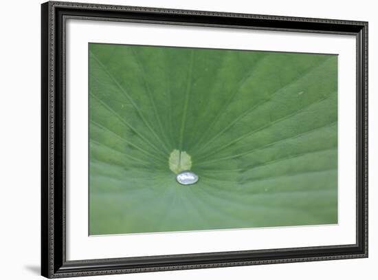 A Leaf of a Lotus Flower with Water Droplets, Fascinating Water Plants in the Garden Pond-Petra Daisenberger-Framed Photographic Print