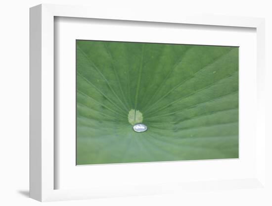 A Leaf of a Lotus Flower with Water Droplets, Fascinating Water Plants in the Garden Pond-Petra Daisenberger-Framed Photographic Print