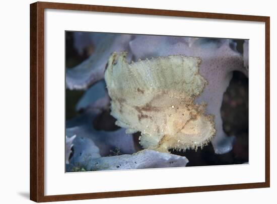 A Leaf Scorpionfish on a Reef in Komodo National Park, Indonesia-Stocktrek Images-Framed Photographic Print