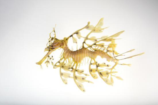 A Leafy Seadragon Phycodurus Eques At The Dallas World