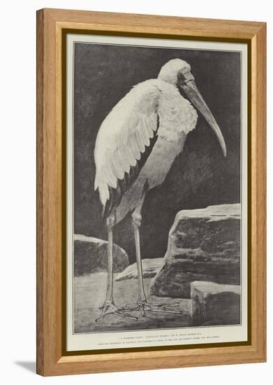 A Learned Judge (Tantalus Stork)-Henry Stacey Marks-Framed Premier Image Canvas