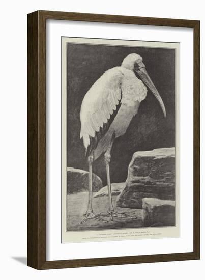 A Learned Judge (Tantalus Stork)-Henry Stacey Marks-Framed Giclee Print