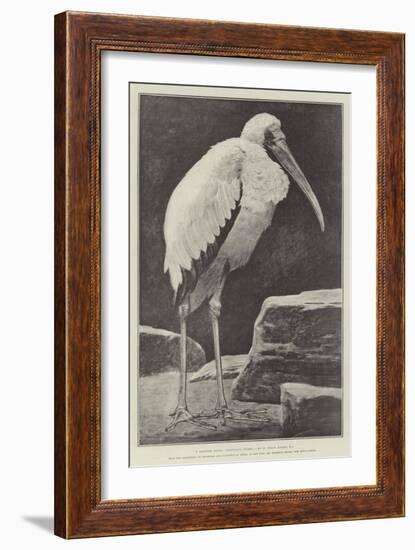 A Learned Judge (Tantalus Stork)-Henry Stacey Marks-Framed Giclee Print