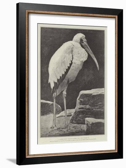 A Learned Judge (Tantalus Stork)-Henry Stacey Marks-Framed Giclee Print