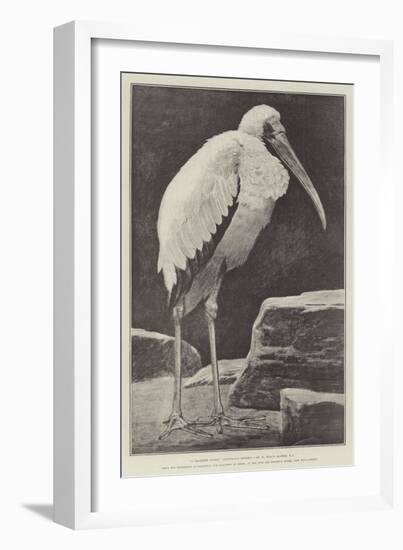 A Learned Judge (Tantalus Stork)-Henry Stacey Marks-Framed Giclee Print