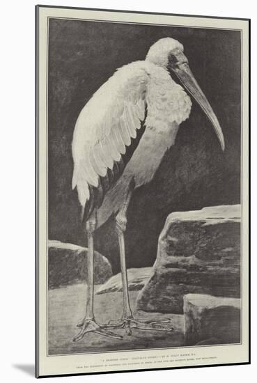 A Learned Judge (Tantalus Stork)-Henry Stacey Marks-Mounted Giclee Print