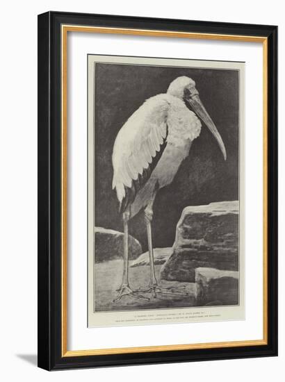 A Learned Judge (Tantalus Stork)-Henry Stacey Marks-Framed Giclee Print