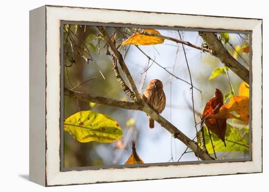 A Least Pygmy-Owl on a Branch in the Atlantic Rainforest, Ubatuba, Brazil-Alex Saberi-Framed Premier Image Canvas