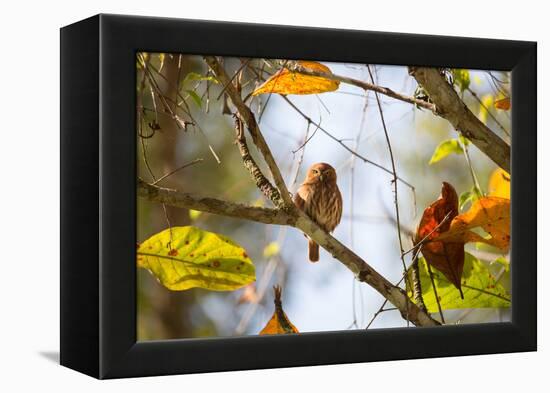 A Least Pygmy-Owl on a Branch in the Atlantic Rainforest, Ubatuba, Brazil-Alex Saberi-Framed Premier Image Canvas