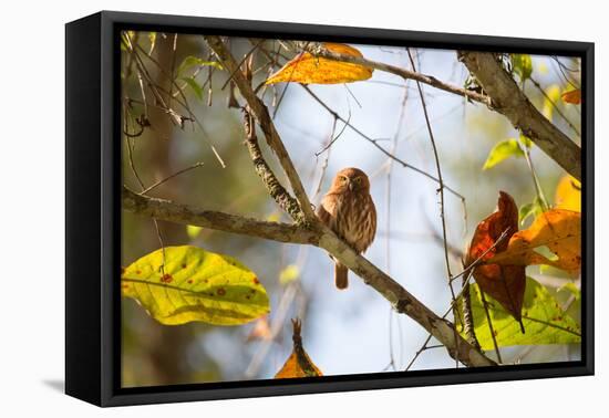 A Least Pygmy-Owl on a Branch in the Atlantic Rainforest, Ubatuba, Brazil-Alex Saberi-Framed Premier Image Canvas