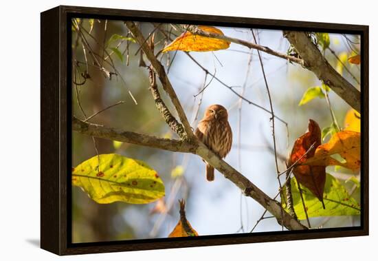 A Least Pygmy-Owl on a Branch in the Atlantic Rainforest, Ubatuba, Brazil-Alex Saberi-Framed Premier Image Canvas