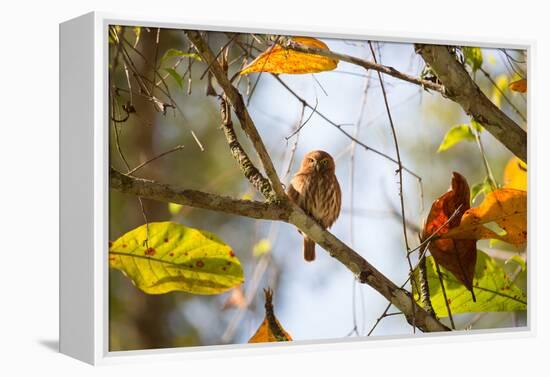 A Least Pygmy-Owl on a Branch in the Atlantic Rainforest, Ubatuba, Brazil-Alex Saberi-Framed Premier Image Canvas