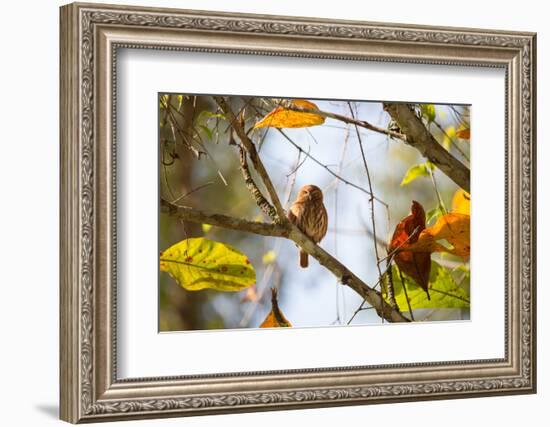 A Least Pygmy-Owl on a Branch in the Atlantic Rainforest, Ubatuba, Brazil-Alex Saberi-Framed Photographic Print