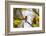 A Least Pygmy-Owl on a Branch in the Atlantic Rainforest, Ubatuba, Brazil-Alex Saberi-Framed Photographic Print