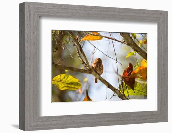 A Least Pygmy-Owl on a Branch in the Atlantic Rainforest, Ubatuba, Brazil-Alex Saberi-Framed Photographic Print