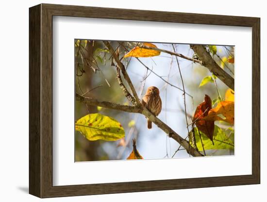 A Least Pygmy-Owl on a Branch in the Atlantic Rainforest, Ubatuba, Brazil-Alex Saberi-Framed Photographic Print