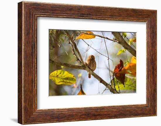 A Least Pygmy-Owl on a Branch in the Atlantic Rainforest, Ubatuba, Brazil-Alex Saberi-Framed Photographic Print