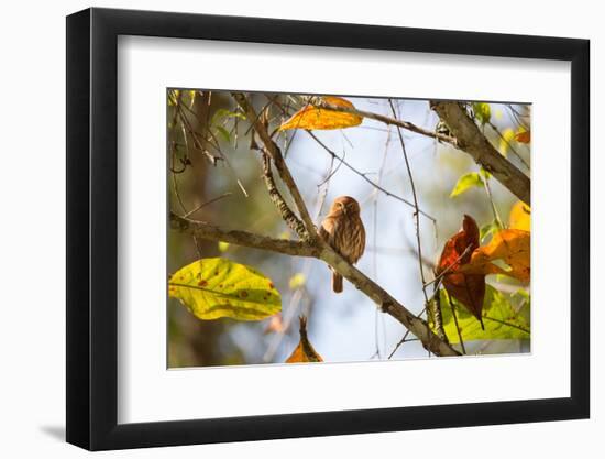 A Least Pygmy-Owl on a Branch in the Atlantic Rainforest, Ubatuba, Brazil-Alex Saberi-Framed Photographic Print