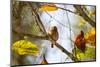 A Least Pygmy-Owl on a Branch in the Atlantic Rainforest, Ubatuba, Brazil-Alex Saberi-Mounted Photographic Print