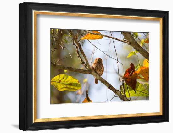 A Least Pygmy-Owl on a Branch in the Atlantic Rainforest, Ubatuba, Brazil-Alex Saberi-Framed Photographic Print