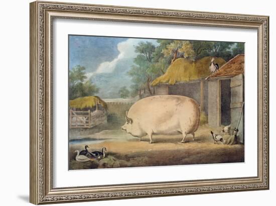 A Leicester Sow, 2 Years Old, the Property of Samuel Wiley-William Henry Davis-Framed Giclee Print