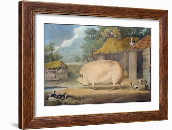 A Leicester Sow, 2 Years Old, the Property of Samuel Wiley-William Henry Davis-Framed Giclee Print