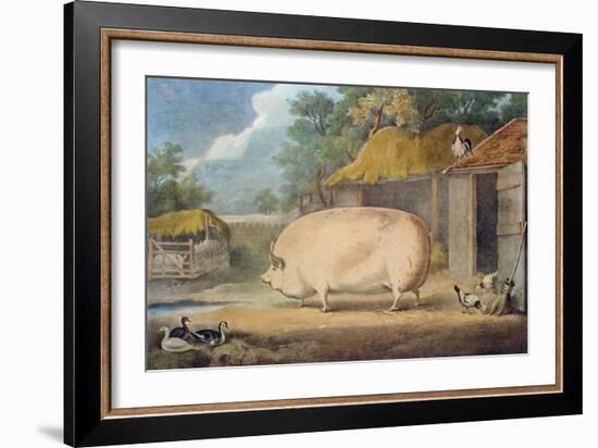 A Leicester Sow, 2 Years Old, the Property of Samuel Wiley-William Henry Davis-Framed Giclee Print