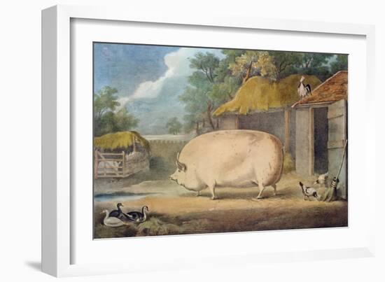 A Leicester Sow, 2 Years Old, the Property of Samuel Wiley-William Henry Davis-Framed Giclee Print