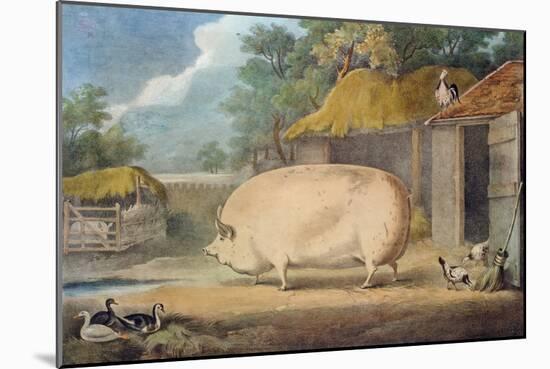 A Leicester Sow, 2 Years Old, the Property of Samuel Wiley-William Henry Davis-Mounted Giclee Print