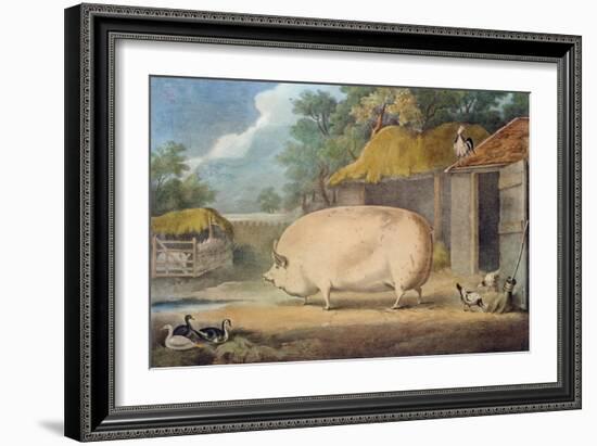 A Leicester Sow, 2 Years Old, the Property of Samuel Wiley-William Henry Davis-Framed Giclee Print