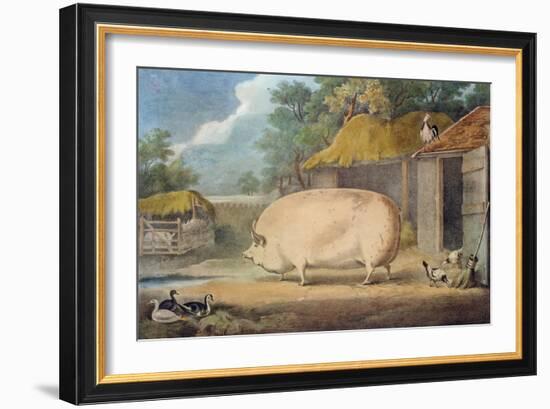 A Leicester Sow, 2 Years Old, the Property of Samuel Wiley-William Henry Davis-Framed Giclee Print